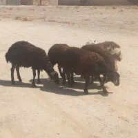 ۴راس بره افشار ماده  چاق مناسب پروار وکشتار|حیوانات مزرعه|نجف‌آباد, حومه نجف آباد|دیوار