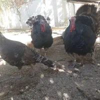 بوقلمون قیمت خوب محلی مرغ برهما غول پیکر|حیوانات مزرعه|شیراز, باغشهر قصر سبز|دیوار