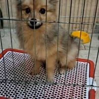 توله سگ پامرانین|سگ|تهران, مختاری|دیوار