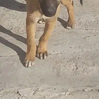 توله مالینویز|سگ|کرج, کوی کارمندان شمالی|دیوار