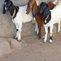 4کولار بزغاله بزرگ پاکستانی نژاد شیرا دوقلو زا