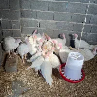 بوقلمون بیوتی اورگانیک زیر قیمت بازار|حیوانات مزرعه|لشت نشا, |دیوار