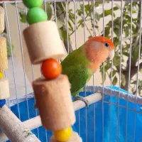 طوطی برزیلی همراه با قفس و وسایل..تخفیف هم داره.|پرنده|بندر انزلی, بشمن|دیوار