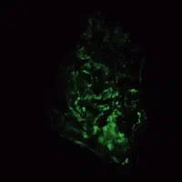 گوهر شب چراغ