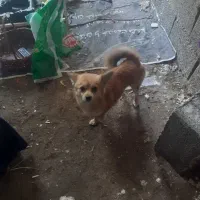 سگ سرقتی|حیوانات|خرمشهر, |دیوار