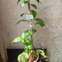 گل وگیاه طبیعی