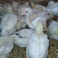 جوجه گوشتی