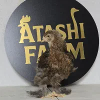 جوجه برهما پاتریچ