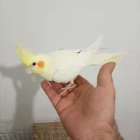 قفس پرنده و یه جفت عروس هلندی مولد|لوازم جانبی حیوانات|پاکدشت, حصار امیر|دیوار