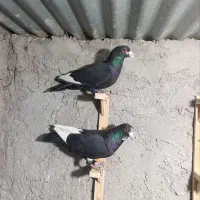 دوتا نر شکار