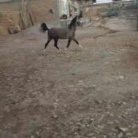 کره اسب کرد|اسب و تجهیزات اسب‌سواری|ری, علایین|دیوار