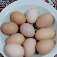 تخم مرغ محلی