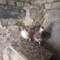 کفتر عال