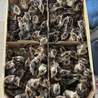 جوجه بوقلمون 50روزه