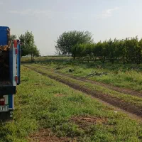 خرید چوب باغی وحیاتی|خدمات باغبانی و درختکاری|پارس‌آباد, |دیوار