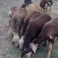 ده راس بره ماده پلنگی