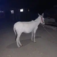 ۸۰۰۰۰۰|حیوانات مزرعه|موچش, |دیوار