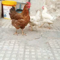 مرغ فروشی