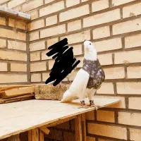 نر طوقی کرمانشاهی اصل طوق خفت|پرنده|قم, بوستان علوی|دیوار