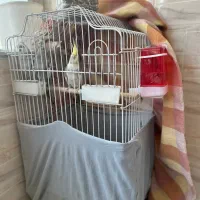 عروس هلندی عروس پاریس