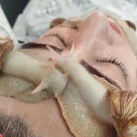 حلزون آلپینو