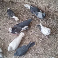 ۱۵کفتر کرفتنی|پرنده|اسلام‌شهر, شهرک قائمیه|دیوار