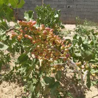 فروش-باغ-ویلای-2100-متری-در-فاصله-یک-ساعته-ازتهران