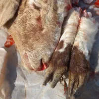 کله پاچه بره