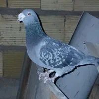 پلاکی|پرنده|نرماشیر, |دیوار