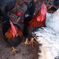 خروس بومی گلین یک ساله