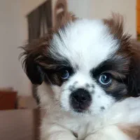 شیتزو سوپر فلت