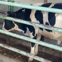 خرید و فروش گوساله نر و ماده ب قیمت و نقد