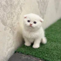 گربه بریتیش و اسکاتیش