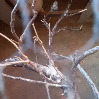 مرغ عشق|پرنده|گرگان, |دیوار