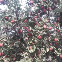 هرس انواع درختان میوه