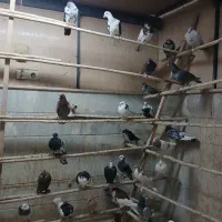 کفتر شهرستانی رسید|پرنده|قم, آذر (نکویی)|دیوار