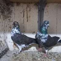 کبوتر پرشی|پرنده|رودسر, |دیوار