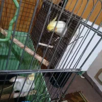 یک جفت عروس هلندی