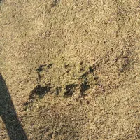 کاه لوبیا چتی|عمده‌فروشی|ماهدشت, |دیوار