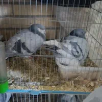 کفتر|حیوانات|اصفهان, امیرعرب|دیوار