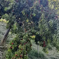 باغ 700 متری سنددار در روستای ییلاقی اندرخ/معاوضه|فروش زمین و ملک کلنگی|مشهد, نوید (بلوار کشاورز)|دیوار
