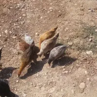 فروش مرغ محلی با 14 عدد جوجه پنج روزه