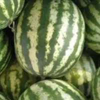 ۲۲۰۰کیلو هندونه فروش