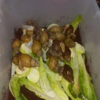 حلزون بالغ|خزنده|دزفول, |دیوار