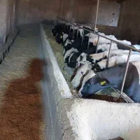 ۲۸ راس گوساله هلشتاین وزن ۳۵۰ کیلو پایه پروار