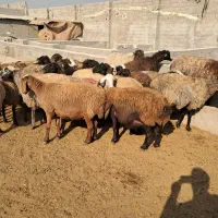 ۲۶ راس میش افشاری جوان آبستن سنگین بره دار|حیوانات مزرعه|شهریار, شهریار|دیوار