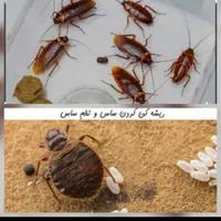 سمپاشی ساس سوسک سم پاشی موریانه%100تضمین کتب کلقم