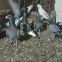 کبوتر مسافتی رنگی تکپر گرفتنی معاوضه|پرنده|گنبد کاووس, |دیوار