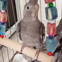 جوجه عروس هلندی 3 ماهه معاوضه