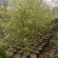 خیزران سطل ۱۰